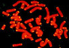 Хромосомы. Фото с сайта joannenova.com.au