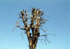 Падающее дерево. Фото с сайта www.vk-smi.ru