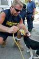 Животные Нового орлеана. Члены общества "Humane Society" собирают потерявшихся и брошенных собак для эвакуации.