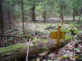 23. Свежая разметка участков, появившаяся в лесу в мае этого года. Фото с сайта www.spasiteles.ru