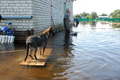 Пес "Тайга" пережил наводнение и теперь ни на метр не отходит от своего хозяина Жени. Фото Мити Алешковского