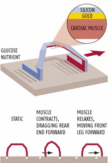 Схема работы первого микроробота, перемещаемого усилиями мускулов, с сайта New Scientist