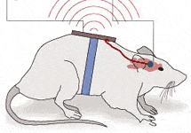 Радиоуправляемая крыса. Изображение с сайта New Scientist