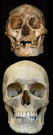 Черепа Homo floresiensis и Homo sapiens. Иллюстрации взяты с сайтов New Scientist и Nature