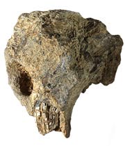 Загадочный череп из Квинслендского музея, которому 105 млн лет. Фото с сайта www.nature.com
