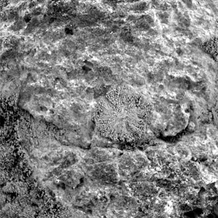 "Лишайник" на Марсе. Фото NASA/JPL/Cornell/USGS