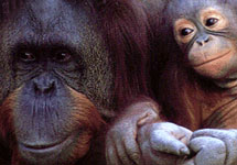 Детеныш орангутанга и его "предок" с сайта sunsite.tus.ac.jp