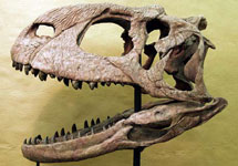 Восстановленный череп Rajasaurus narmadensis с сайта news.nationalgeographic.com/news/2003/08/photogalleries/rajasaur/