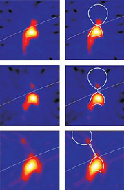 Изображение 2. Псевдоцветные отображения солнечного рентгеновского излучения по данным RHESSI. Белый цвет представляет собой самые яркие области, а синий - самые тусклые. Для каждого ряда собственно изображение RHESSI показано слева, а то же самое изображение с выводом магнитной геометрии показано справа. Сначала наблюдалась арка с горячей каплей на ее вершине (верхний ряд, левое изображение). Капля, возможно, была связана с магнитной X-точкой, где противоположно направленные магнитные поля входят в контакт, когда может произойти пересоединение (верхний ряд, справа). Капля отделилась от арки в тот момент, когда было зафиксировано самое мощное рентгеновское излучение от вспышки (средний ряд, слева). Это разделение было, вероятно, связано с коллапсом магнитной X-точки к узкой области быстрого магнитного пересоединения (средний ряд, справа). Две минуты спустя рентгеновская капля получила мощное ускорение и удалилась от поверхности Солнца (нижний ряд, слева). Это было связано с отбрасыванием верхней магнитной структуры от Солнца и растяжением вверх слоя пересоединения (нижний ряд, справа). Изображение NASA с сайта www.gsfc.nasa.gov